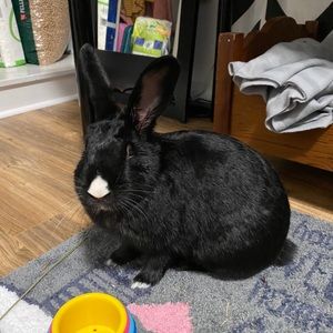 Meet your Posher, Debbie